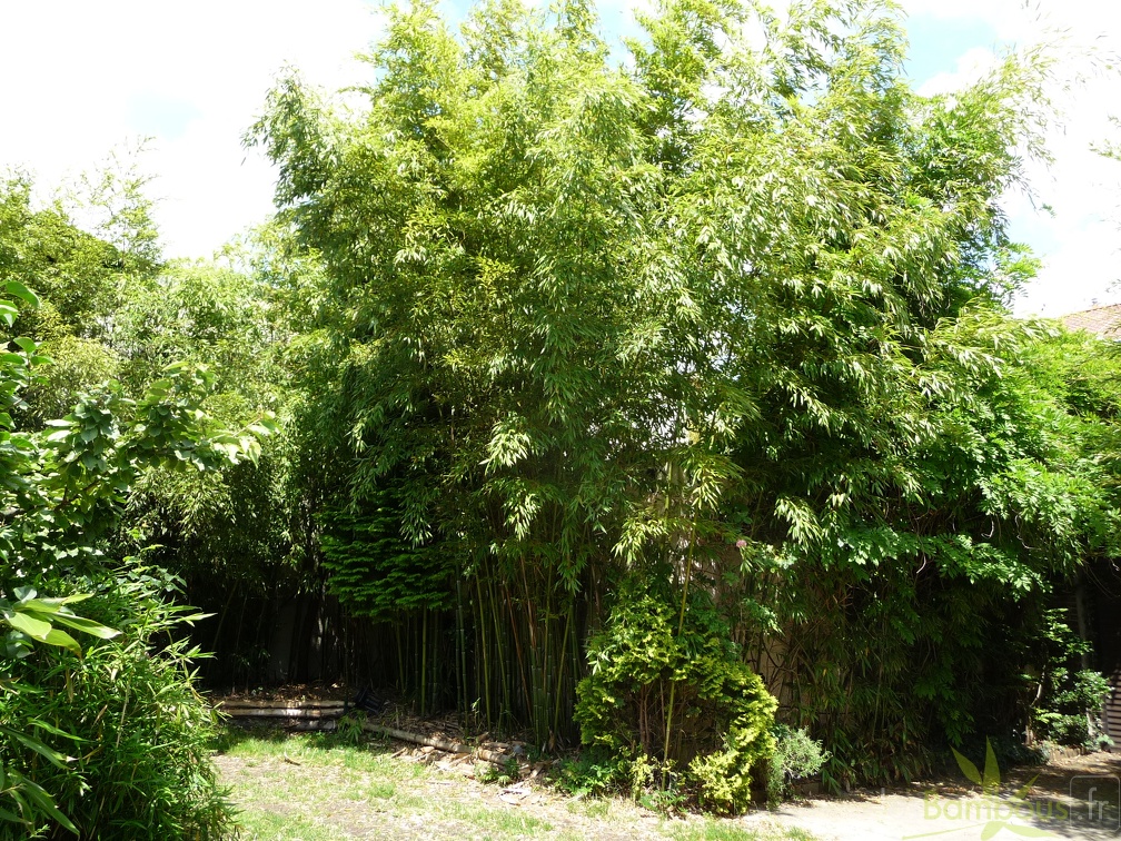 Phyl.Viridiglaucescens.106