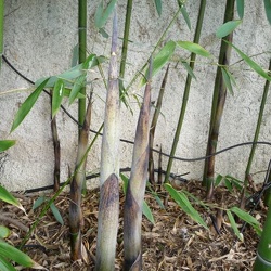 Viridiglaucescens