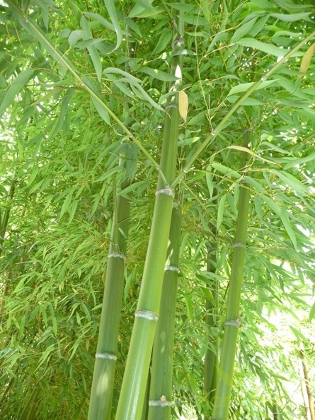 Phyllostachys viridis 01