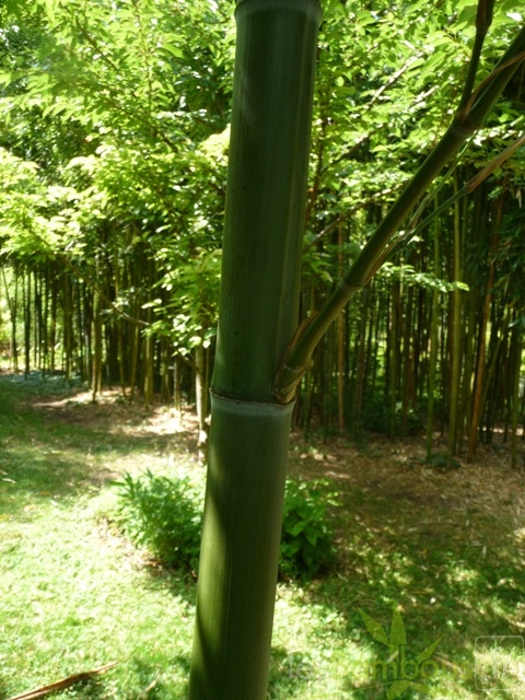 Phyllostachys viridis 02
