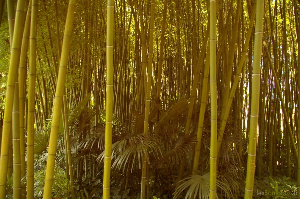 Phyllostachys viridis 03