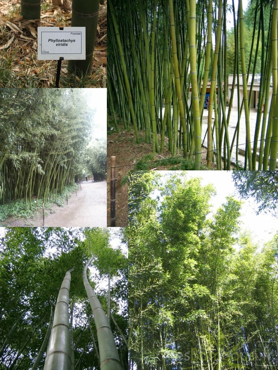 Phyllostachys viridis 04