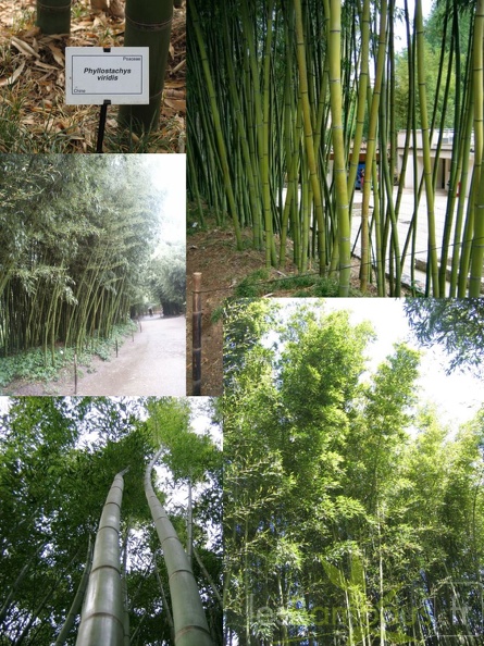 Phyllostachys viridis 04