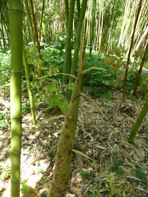 Phyllostachys viridis tuion