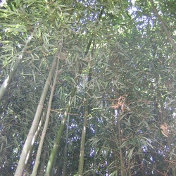 Vivax