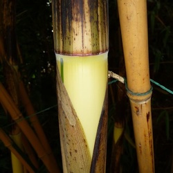 Vivax Aureocaulis