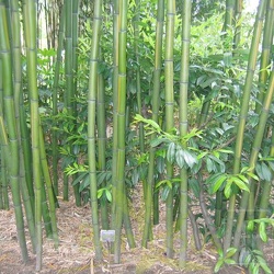 Vivax Huangwenzhu