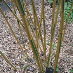 Vivax Huangwenzhu Inversa