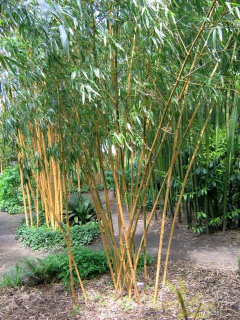 huangwenzhu inversa 2819