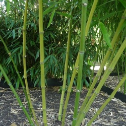 Yunhoensis