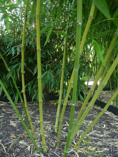 6-Phyllostachys yunhoensis