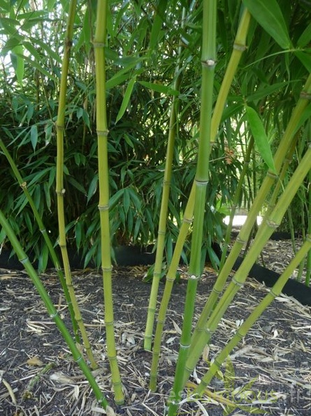 6-Phyllostachys yunhoensis