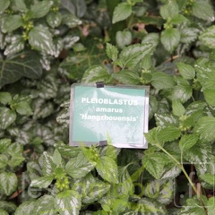 pleioblastus.amarus.hangzhouensis 0481