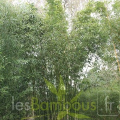 pleioblastus.amarus.hangzhouensis 0482