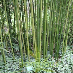 pleioblastus.amarus.hangzhouensis 0483