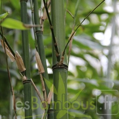 pleioblastus.amarus.hangzhouensis 0484