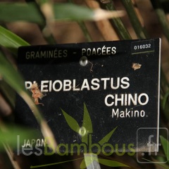 pleioblastus.chino 3248