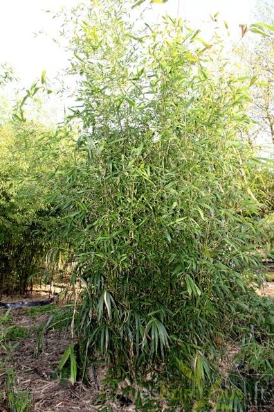 pleioblastus.gozadakensis 0810