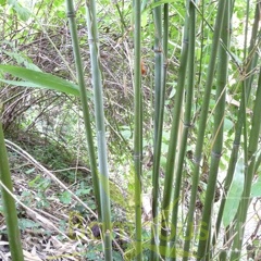 pleioblastus.juxianensis.015