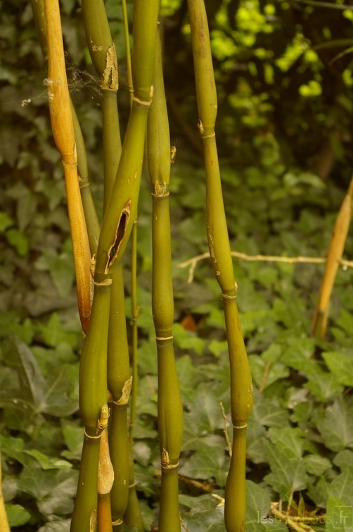 pseudosasa tsutsumiana