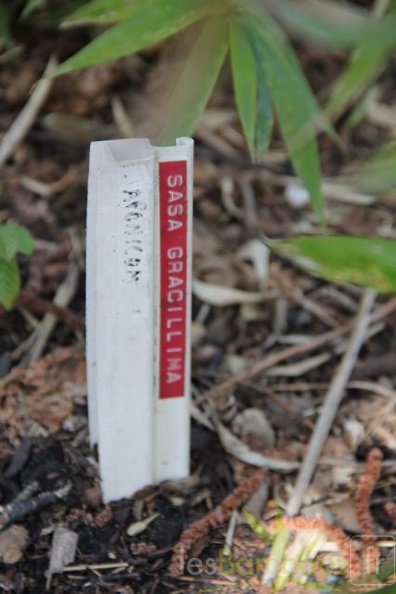 sasa.gracillima  0633