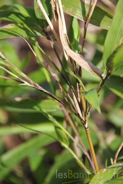 sasa.gracillima  0636