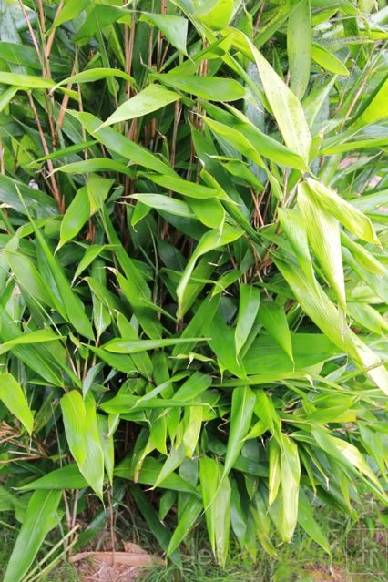 sasa.latifolia 1933