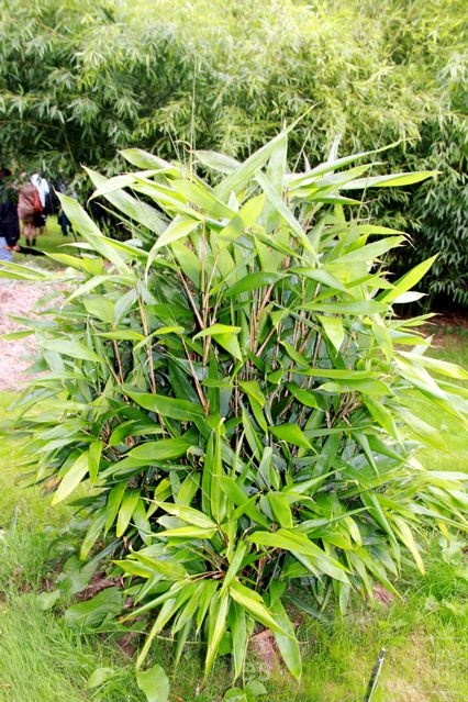 sasa.latifolia 1935