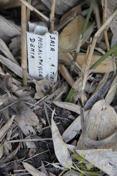 megalophylla.densa 0654