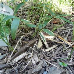 Sasa.kurilensis