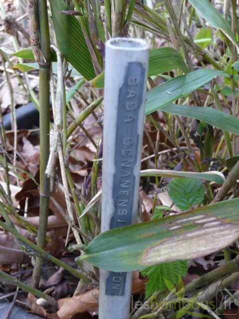 sasa.senanensis.146