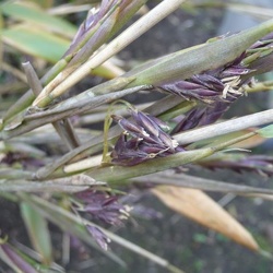 Senanensis