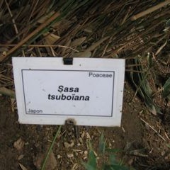Tsuboiana