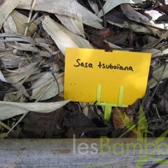 IMG 3847