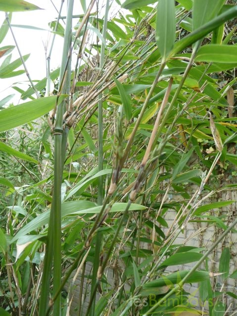 sinobambusa.intermedia0955