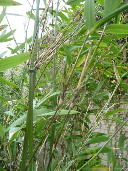 sinobambusa.intermedia0955