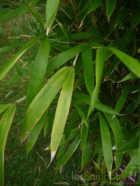 Sinobambusa.sichuanensis20210 2