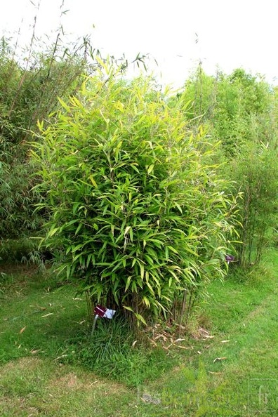 Sinobambusa.sichuanensis 1607