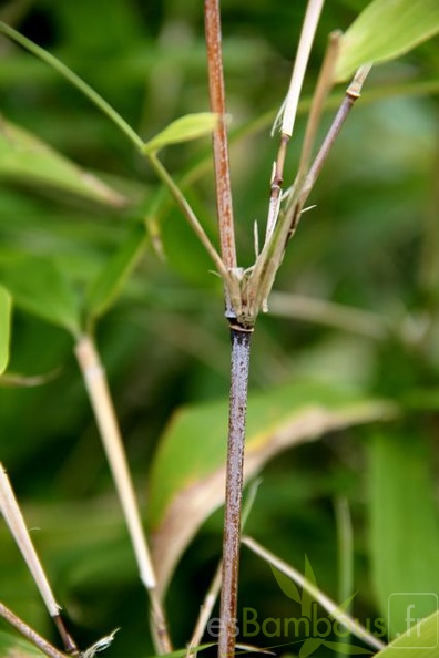 Sinobambusa.sichuanensis 1609
