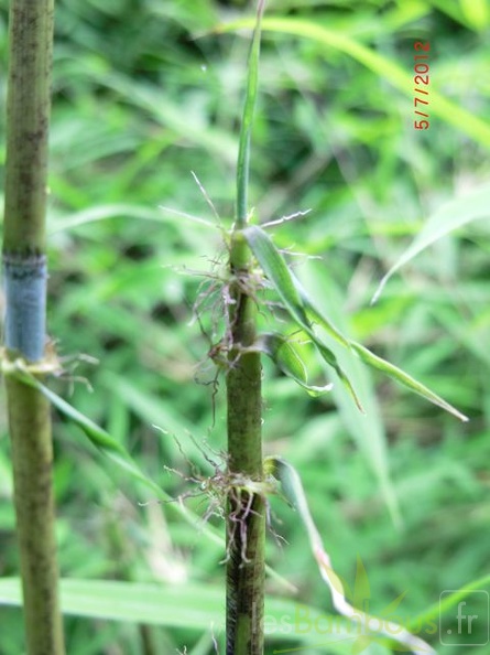 Yushania.chungii.G0686