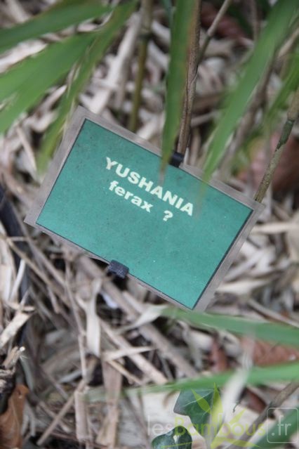 yushania.ferax 0494