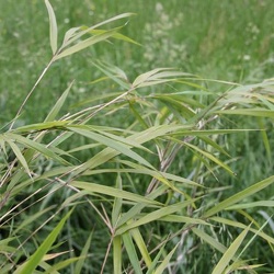 Linearis