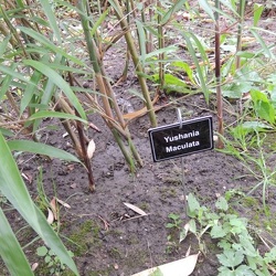 Maculata