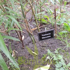 Yushania.maculata.0033