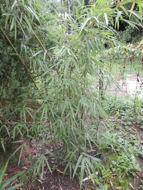 Yushania.maculata.0034