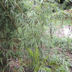 Yushania.maculata.0034