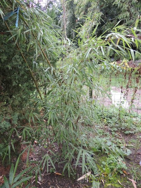 Yushania.maculata.0035