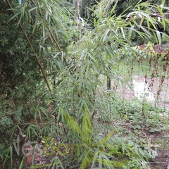 Yushania.maculata.0035
