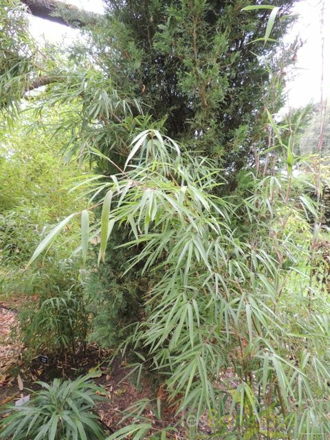 Yushania.maculata.0036