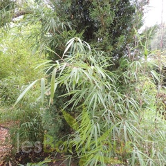 Yushania.maculata.0036
